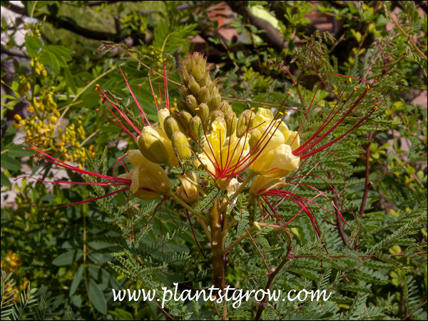 An interesting feature of this plant are the long protruding red stamens.